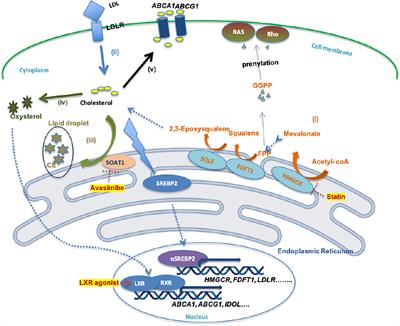 Aberrant Cholesterol Metabolism in Ovarian Cancer: Identification of Novel Therapeutic Targets